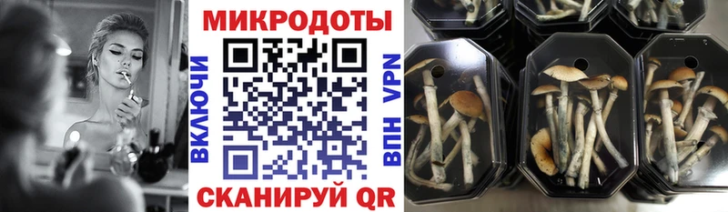 Псилоцибиновые грибы Cubensis  Ессентуки 